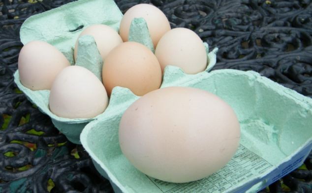 Trứng của gà mái Jessica